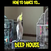 BIRD-DANCE
